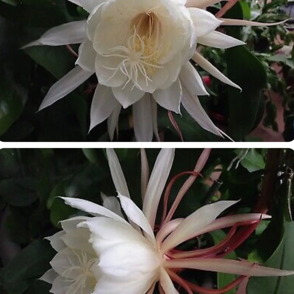 Large Flowers Night Blooming Orchid Cactus - 2 rooted leaves (Sweet Fragrance) - Picture 2 of 6